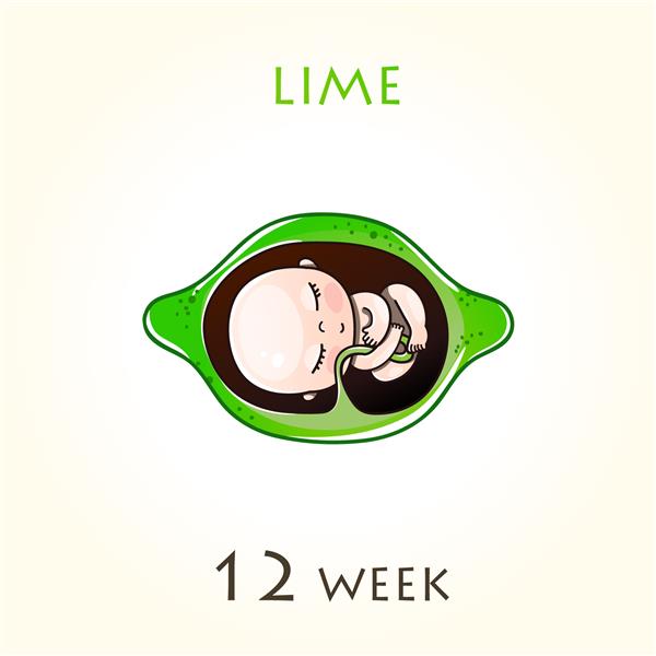 مراحل رشد بارداری اندازه جنین برای هفته ها جنین انسان در داخل رحم هفته 12 از هفته 42 بارداری تصاویر وکتور آهک