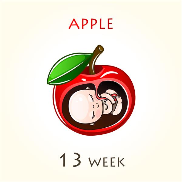 مراحل رشد بارداری اندازه جنین برای هفته ها جنین انسان در داخل رحم هفته 13 از هفته 42 بارداری تصاویر وکتور اپل
