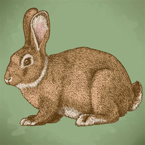 تصویر برداری از حکاکی خرگوش به رنگ