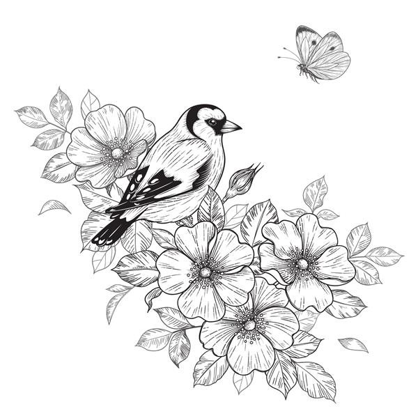 فنچ طلایی با دست کشیده روی شاخه سگ رز با گل و پروانه در حال پرواز وکتور گل آرایی زیبا تک رنگ با پرنده به سبک قدیمی تی شرت طرح تاتو صفحه رنگ آمیزی