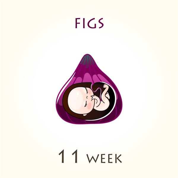 مراحل رشد بارداری اندازه جنین برای هفته ها جنین انسان در داخل رحم هفته 11 از هفته 42 بارداری تصاویر وکتور انجیر