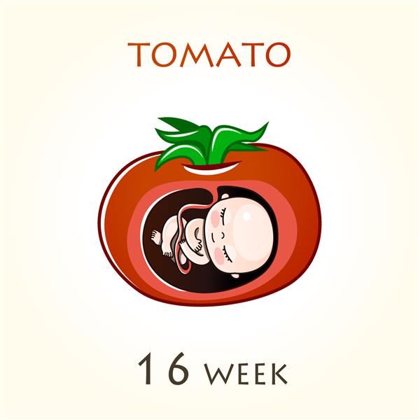 مراحل رشد بارداری اندازه جنین برای هفته ها جنین انسان در داخل رحم هفته 16 از هفته 42 بارداری تصاویر وکتور گوجه فرنگی