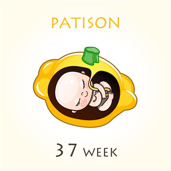 مراحل رشد بارداری اندازه جنین برای هفته ها جنین انسان در داخل رحم هفته 37 از هفته 42 بارداری تصاویر وکتور patison