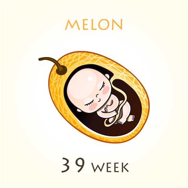 مراحل رشد بارداری اندازه جنین برای هفته ها جنین انسان در داخل رحم هفته 39 از هفته 42 بارداری تصاویر وکتور خربزه