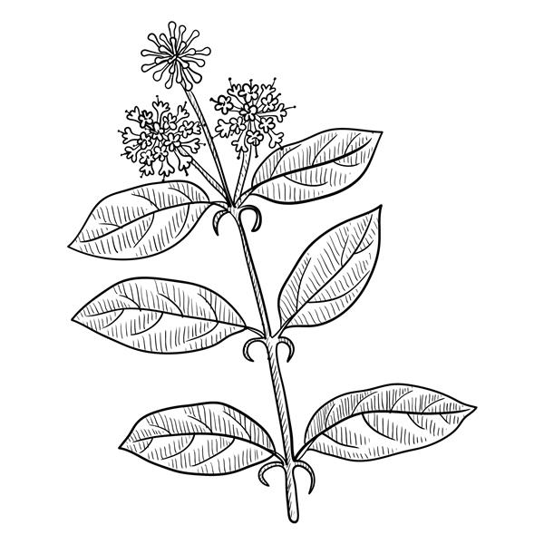وکتور نقاشی پنجه گربه Uncaria tomentosa نقاشی دستی از گیاه دارویی