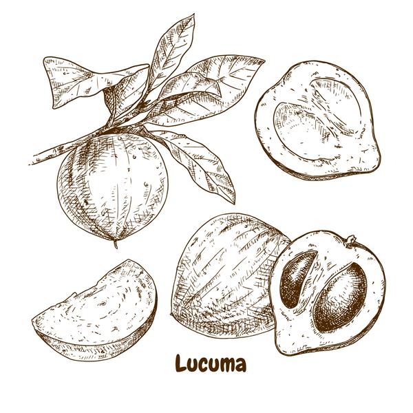 میوه های لوکوما کشیده شده با دست طرح ها را با لوکوما و شاخه بریده شده تنظیم کنید سوپر غذا تصویر برداری جدا شده در پس زمینه سفید