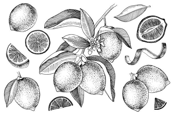 لیموهای دست کشیده شاخه آهک شکوفه نیمی از آهک برش های آهک پوست و برگ مجموعه وکتور در سبک یکپارچهسازی با سیستمعامل