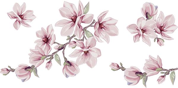 عناصر وکتور گل مگنولیا دسته گل های آبرنگ جدا شده به سبک تابستانی طراحی دکوراسیون عروسی