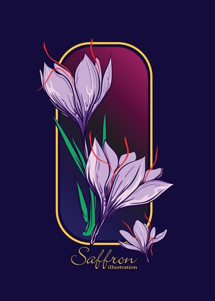 کروکوس یا زعفران آیکون وکتور گل زعفران جدا شده در پس زمینه زعفران دست کشیده