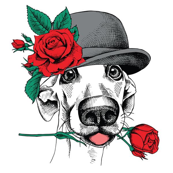 پرتره سگ بامزه با کلاه خاکستری زیبا با گل رز قرمز تصویر برداری