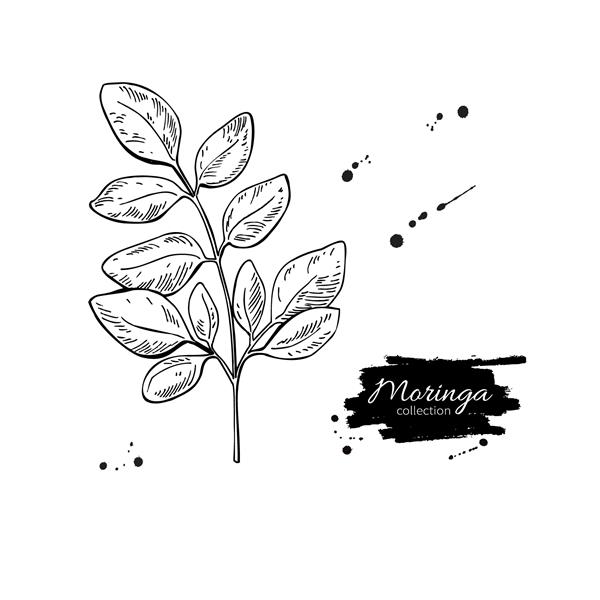 وکتور برگ های مورینگا نقاشی سوپر غذا تصویر طراحی شده با دست جدا شده در پس زمینه سفید غذای سالم ارگانیک عالی برای بنر پوستر برچسب علامت