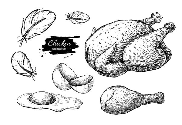 وکتور نقاشی های محصولات کشاورزی مرغ مرغ و پای کامل پخته شده تخم مرغ و پر حکاکی شده است تجارت طبیعی طیور
