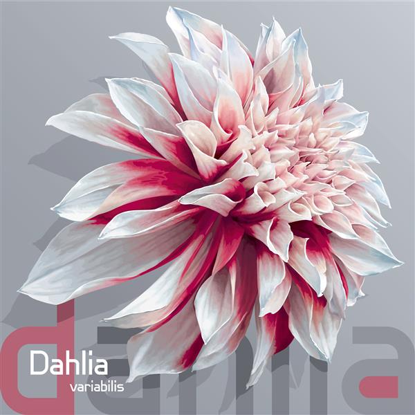 گل کوکب باغچه قرمز و سفید مجلل Dahlia variabilis - طراحی وکتور عکس واقعی در پس زمینه خاکستری خنثی