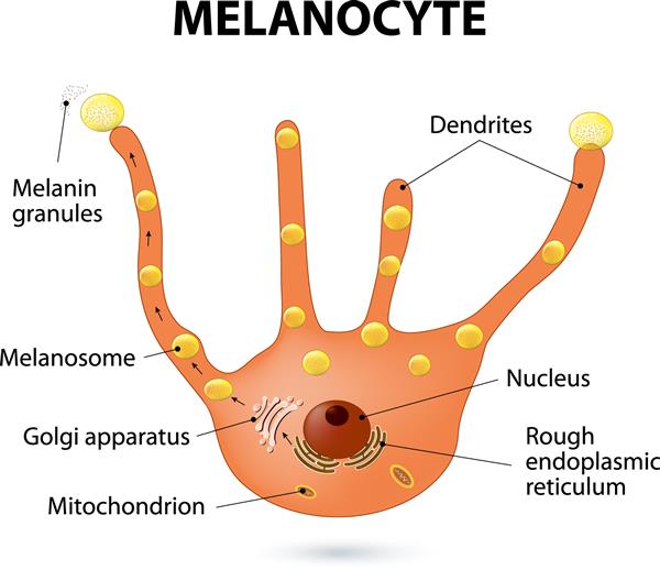 ملانوسیت - سلول های تولید کننده ملانین ملانین رنگدانه مسئول رنگ پوست است