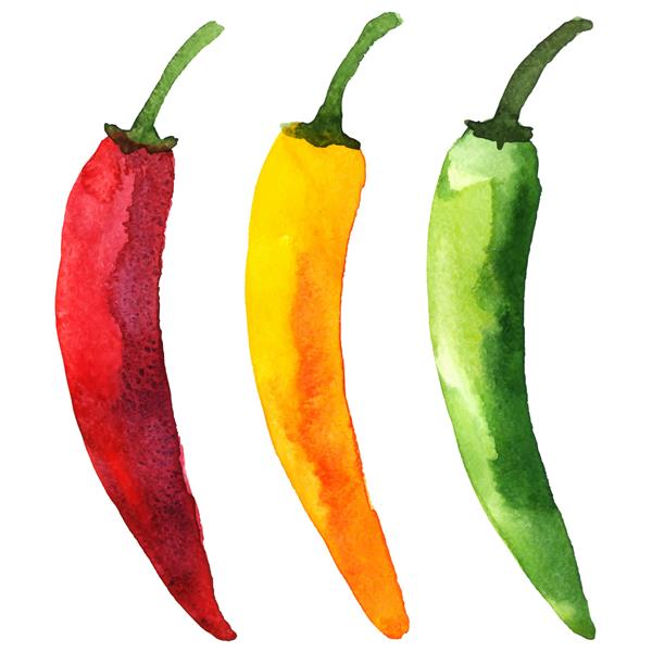 مجموعه سبزیجات رنگارنگ آبرنگ فلفل قرمز تند تند نمای نزدیک کپسایسین جدا شده در پس زمینه سفید نقاشی با دست روی کاغذ