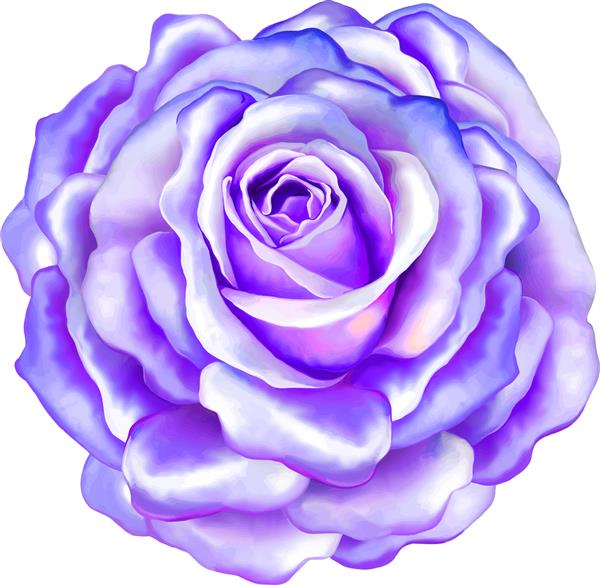 گل رز آبی بنفش روشن زیبا که در پس زمینه سفید جدا شده است تصویر برداری