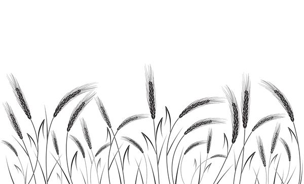 مزرعه گندم سیاه جدا شده در پس زمینه سفید ست خوشه گندم پس زمینه برای مزارع و نانوایی ها مجموعه ای از عناصر برای لوگوی شرکت محصولات چاپی دکور صفحه و وب یا طراحی های دیگر