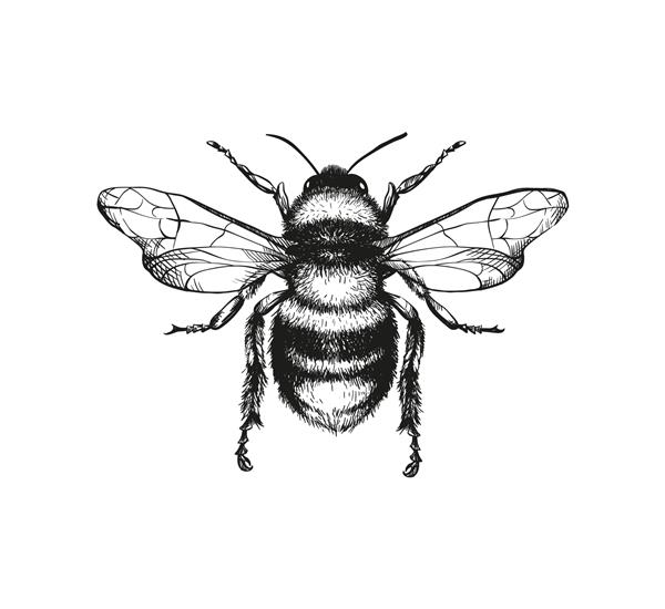 تصویر حکاکی وکتور زنبور عسل در زمینه سفید