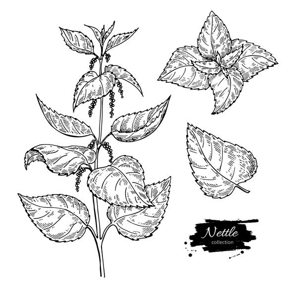 نقاشی وکتور گزنه گیاه پزشکی جدا شده با برگ تصویر به سبک حکاکی گیاهی طرح دقیق گیاه شناسی برای چای لوازم آرایشی ارگانیک پزشکی رایحه درمانی
