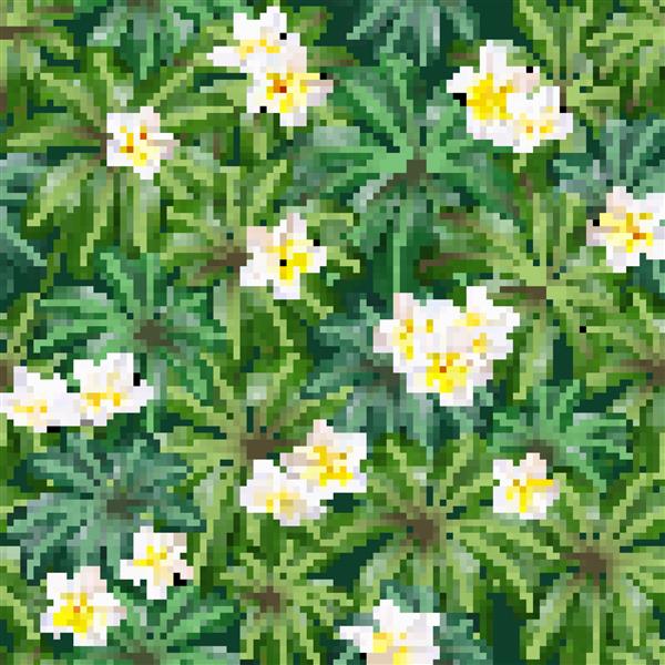 نمای نزدیک از پلومریای سفید عجیب و غریب گل روی برگ شفلر در زمینه تیره تصویر برداری