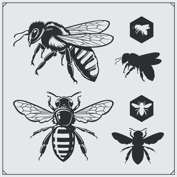 مجموعه ای از نمادهای عسل و عناصر طراحی لانه زنبوری شبح زنبور عسل
