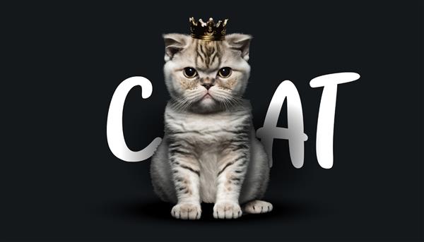 شاه گربه ناز عروسک گربه زیبا روی پس زمینه مشکی تصویر وکتور حیوان خانگی شایان ستایش خنده دار یک الگو برای طراحی لباس یا برچسب