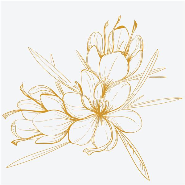 کروکوس یا زعفران تصویر گل زعفران گل زعفران جدا شده در زمینه وکتور طراحی دستی گل وحشی برای پس زمینه گل های کروکوس یا زعفران که با خطوط کشیده شده اند
