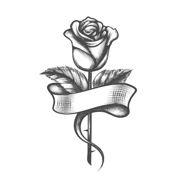 خالکوبی گل رز با روبان خالی که به سبک حکاکی ایزوله شده روی سفید کشیده شده است تصویر برداری