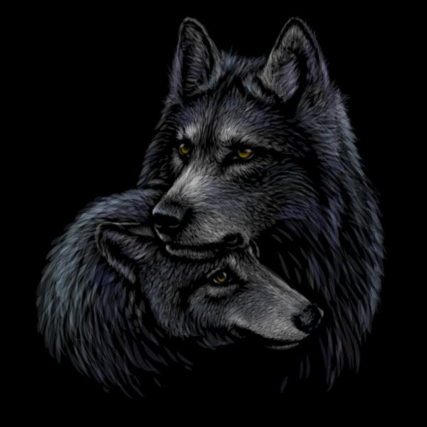 گرگ ها پرتره رنگی و گرافیکی از یک جفت گرگ در پس‌زمینه سیاه گرافیک وکتور دیجیتال