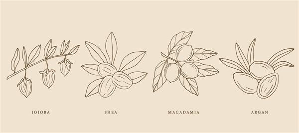 مجموعه ای از جوجوبا آرگان شی ماکادمیا طراحی شده با دست طراحی گیاه شناسی برای لوازم آرایشی ارگانیک پزشکی