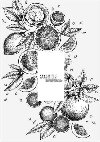 ست مرکبات پرتقال لیمو گریپ فروت ماندارین لیموترش ترنج برگ هایی با شکوفه و شاخه های با دست کشیده شده است وکتور ترکیب بندی حکاکی شده برند رستوران طراحی بسته بندی لوازم آرایش منو