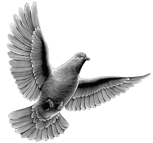 کبوتر پرنده امید و ایمان تصویر دقیق هنری قابل ویرایش وکتور حکاکی قدیمی جدا شده در پس زمینه سفید 8 EPS