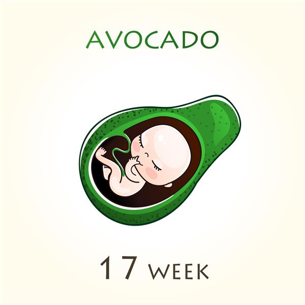 مراحل رشد بارداری اندازه جنین برای هفته ها جنین انسان در داخل رحم هفته 17 از هفته 42 بارداری تصاویر وکتور آووکادو