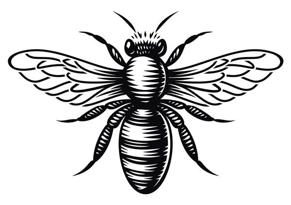 وکتور زنبور عسل سیاه و سفید به سبک حکاکی در زمینه سفید