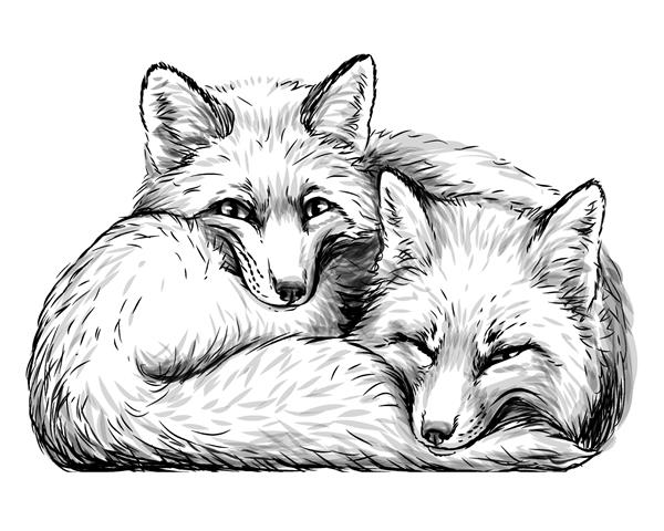 روباه های کوچک برچسب دیواری پرتره طراحی شده با دست از دو روباه کوچولو خنده بانمک روی پس‌زمینه سفید