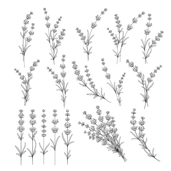 مجموعه ای از عناصر گل اسطوخودوس مجموعه ای از گل های اسطوخودوس در زمینه سفید بسته نرم افزاری تصویر برداری