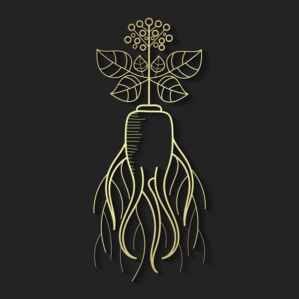 یک ریشه جینسینگ و بخشی از گیاه عنصر طراحی تصویرسازی برای لوگو بنر پوستر علامت تجاری هویت برندسازی