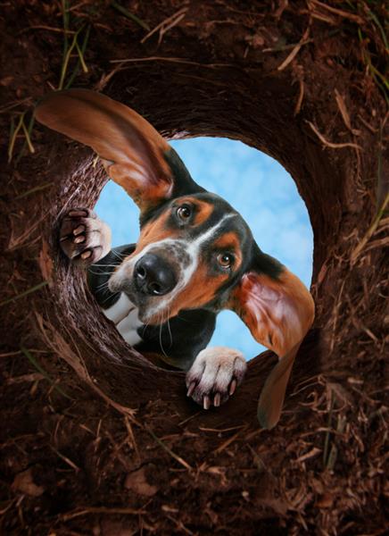سگ شکاری کنجکاو در حال حفر سوراخ در خاک