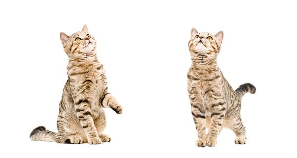 دو گربه بازیگوش که به بالا نگاه می کنند جدا شده در پس زمینه سفید