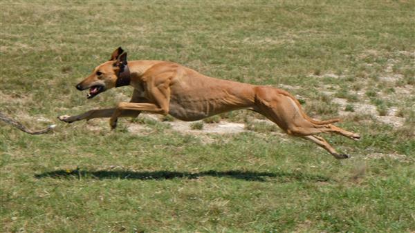 Greyhound در تعقیب یک خرگوش مکانیکی خرگوش پای کشیده می دود