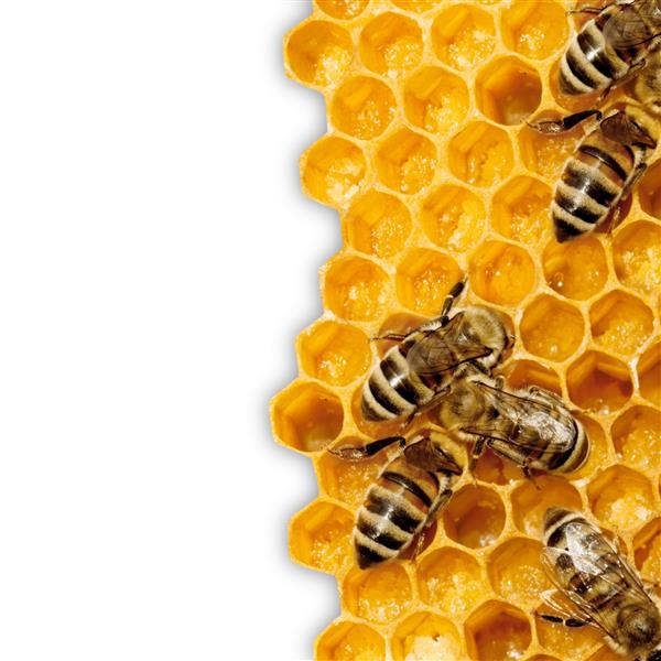 نمای نزدیک از زنبورهای فعال در سلول های عسل