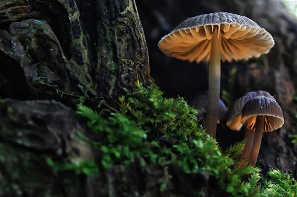 قارچ های کوچک جنگل های ماکرو طبیعت افزایش قوی در قالب قارچ های سمی