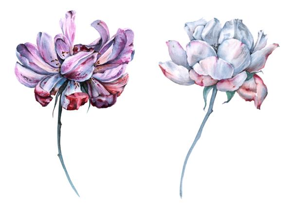 دو گل رز چای جدا شده در پس زمینه سفید تصویرسازی آبرنگ