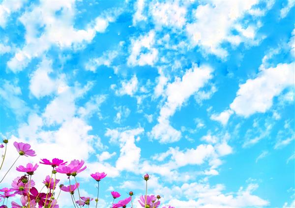 گل صورتی کیهانی در آسمان آبی با پس زمینه ابر شکوفه می دهد