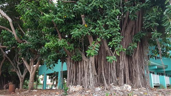 درخت بزرگ قدیمی Ficus Benghalensis