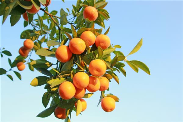 شاخه نارنجی