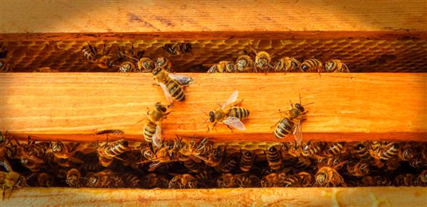 زنبور عسل روی لانه زنبور با تکه های عسل شهد را درون سلول ها برش می دهد