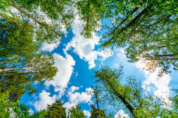 آسمان با نوک درختان از سطح زمین به بالا مشاهده کنید طبیعت زیبا جنگل مختلط آسمان آبی با خورشید و ابر روسیه اروپا
