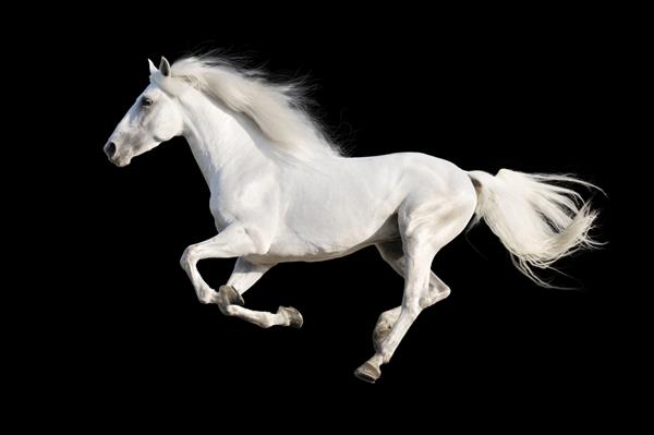 اسب سفید اندلسی جدا شده روی سیاه