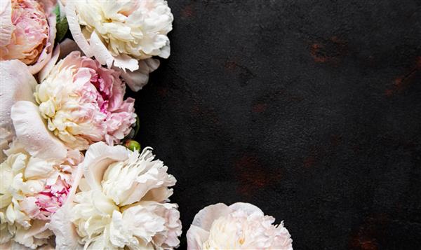 حاشیه گل‌های گل صد تومانی صورتی تازه با فضای کپی روی پس‌زمینه سیاه دراز صاف